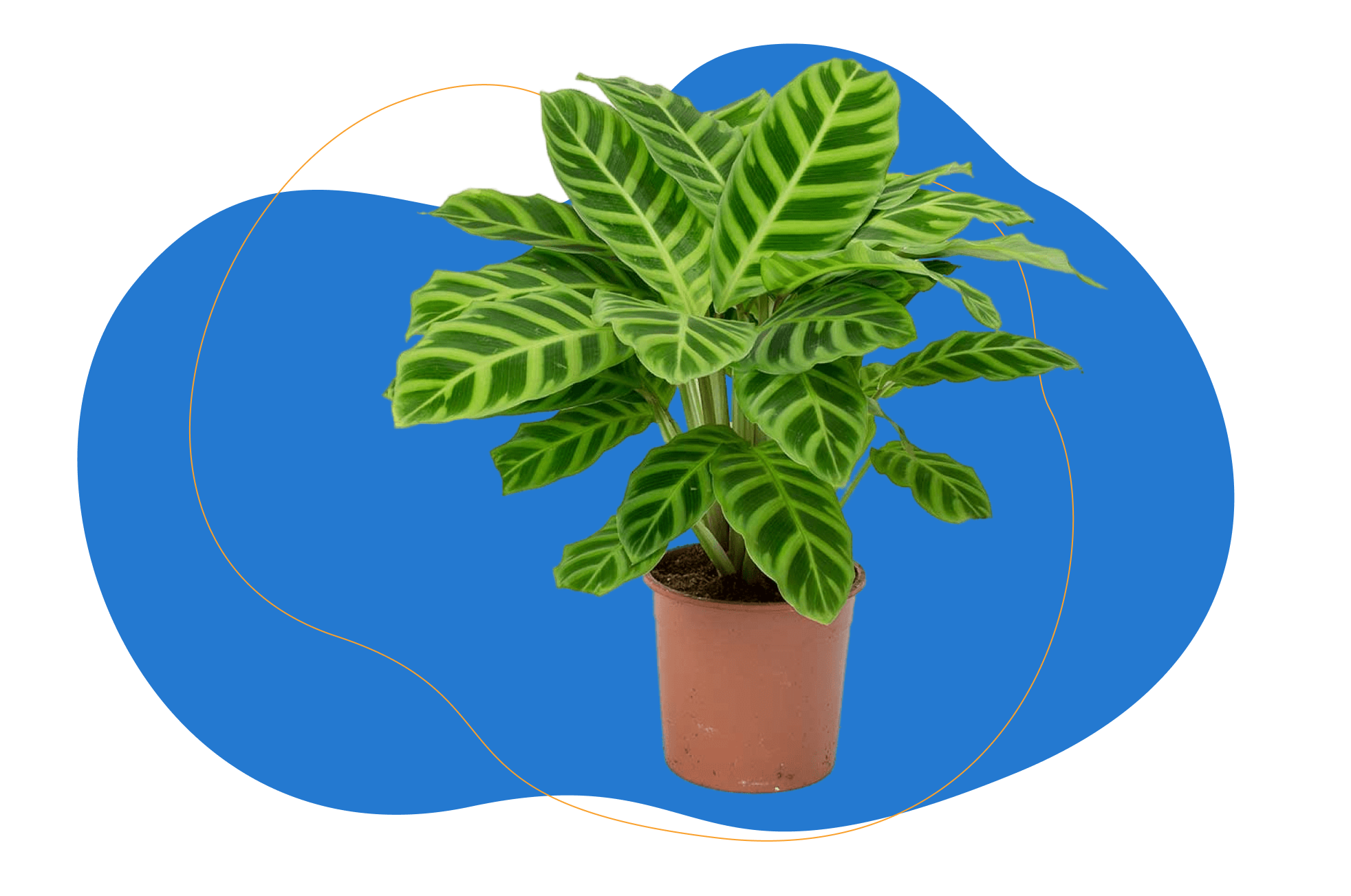 planta zebra